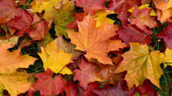 Pourquoi les feuilles d'automne sont rouges, orange ou