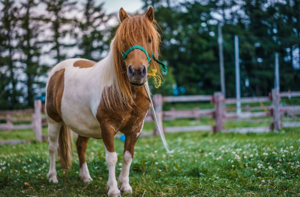 Southwest Airlines is formally allowing miniature horses on its planes