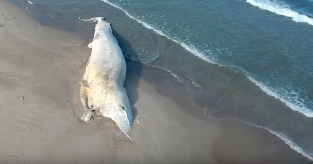 Balena spiaggiata da 45 giorni in Sardegna: nessuno la ...