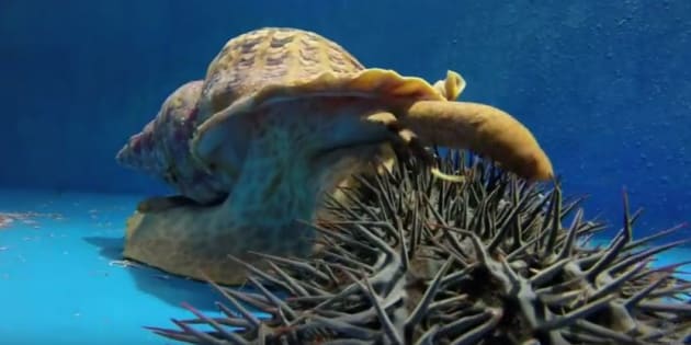 Giant sea snail will be sent to fight crown-of-thorns starfish