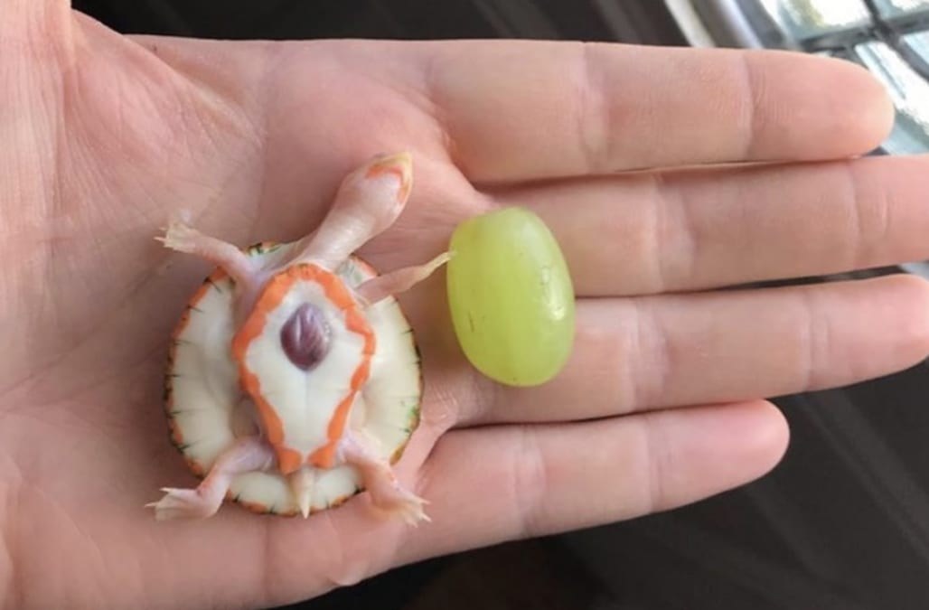 This remarkable turtle has an exposed heart that beats outside of its shell