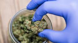 Le cannabis médical va être autorisé au Royaume-Uni dès cet