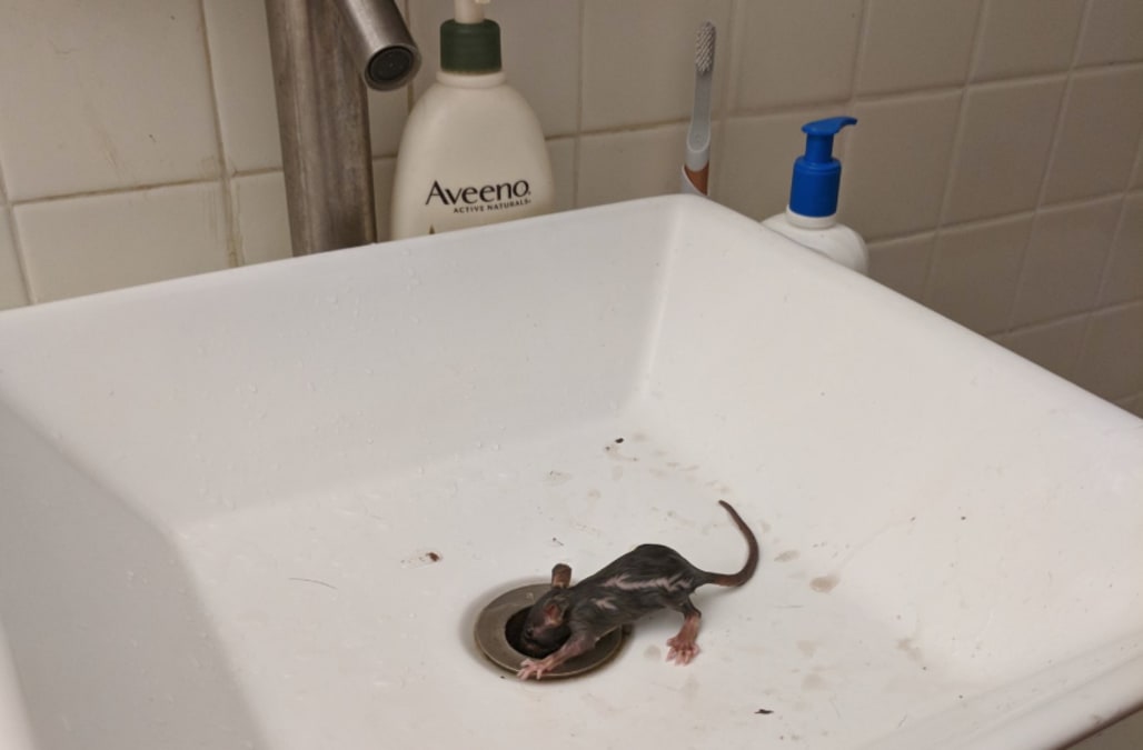 Nyc Couple Shaken After Seeing Rat Emerge From Bathroom Sink