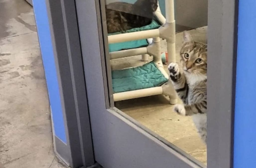 Shelter cat goes viral after continuously freeing fellow animals: ‘He has no shame’ - AOL