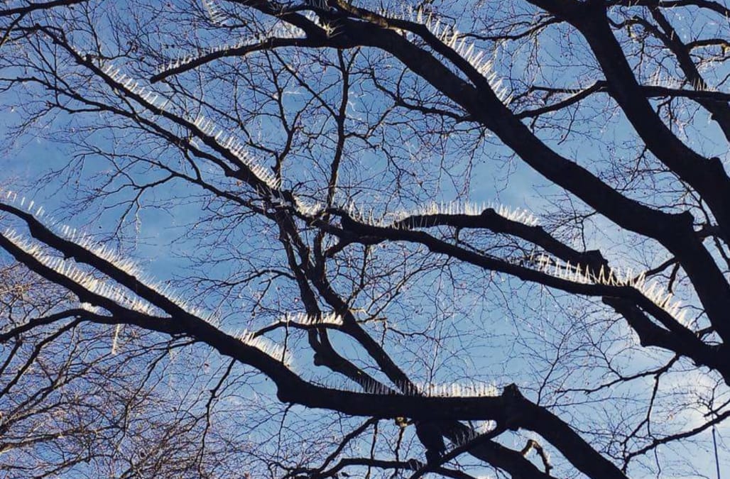 Anti-bird tree spikes: we love cars so much, we destroy nature for