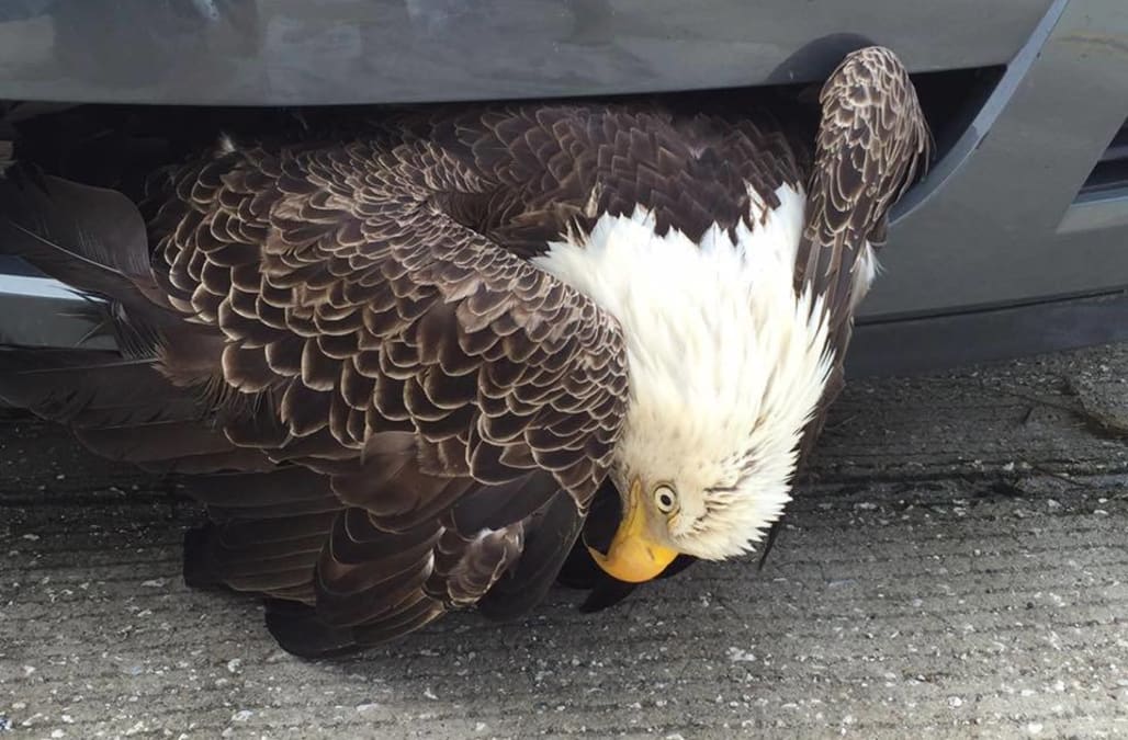 This Bald Eagle Stuck In A Cars Grill Is Being Compared To