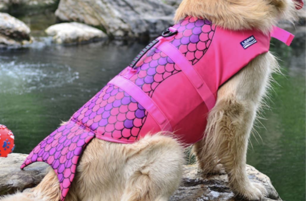 nemo dog life jacket