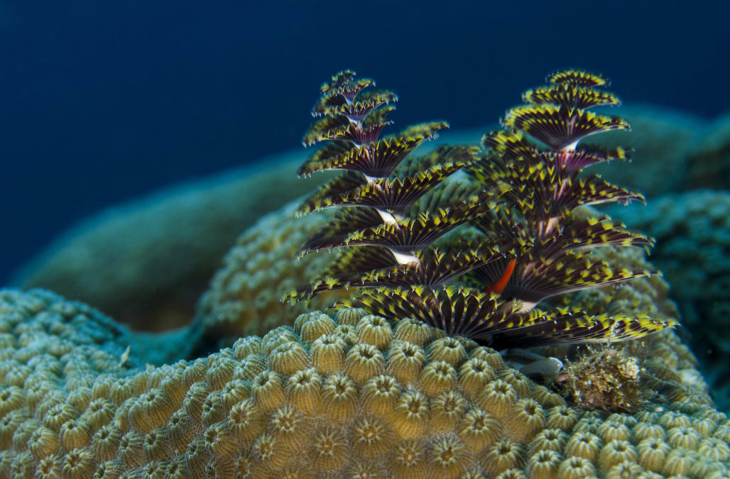 These underwater worms look exactly like Christmas trees - AOL News