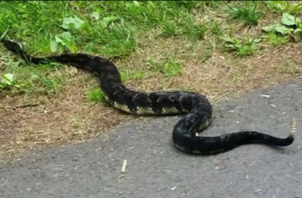 Woman's rattlesnake sighting might be a hoax - AOL