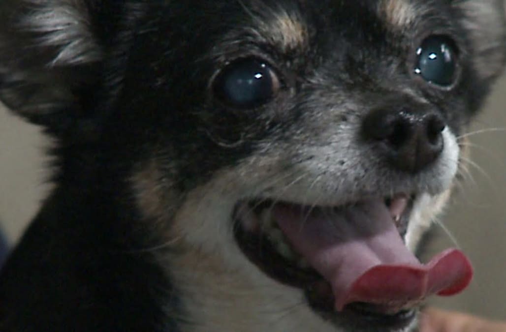 dog treat after Chihuahua chokes on 