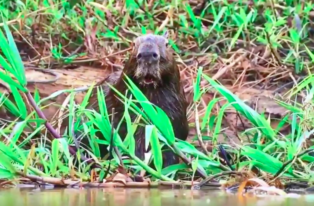 Shocked Capybara From Planet Earth Ii Is The Internet S New Hero Images, Photos, Reviews