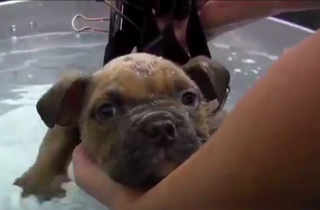 Sacramento puppy's 'Swimmer's Syndrome' treatments become ...