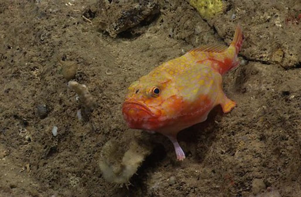 Deep sea exploration crew spots bizarre fish that looks