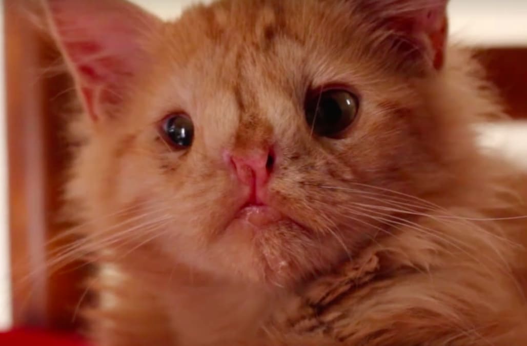 Kitten named Romeo deemed 'too ugly' for adoption AOL