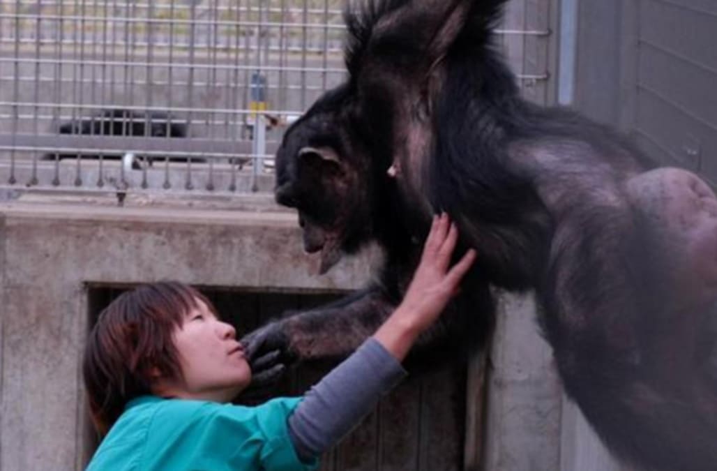 Rare case of Down Syndrome documented in a chimpanzee - AOL News