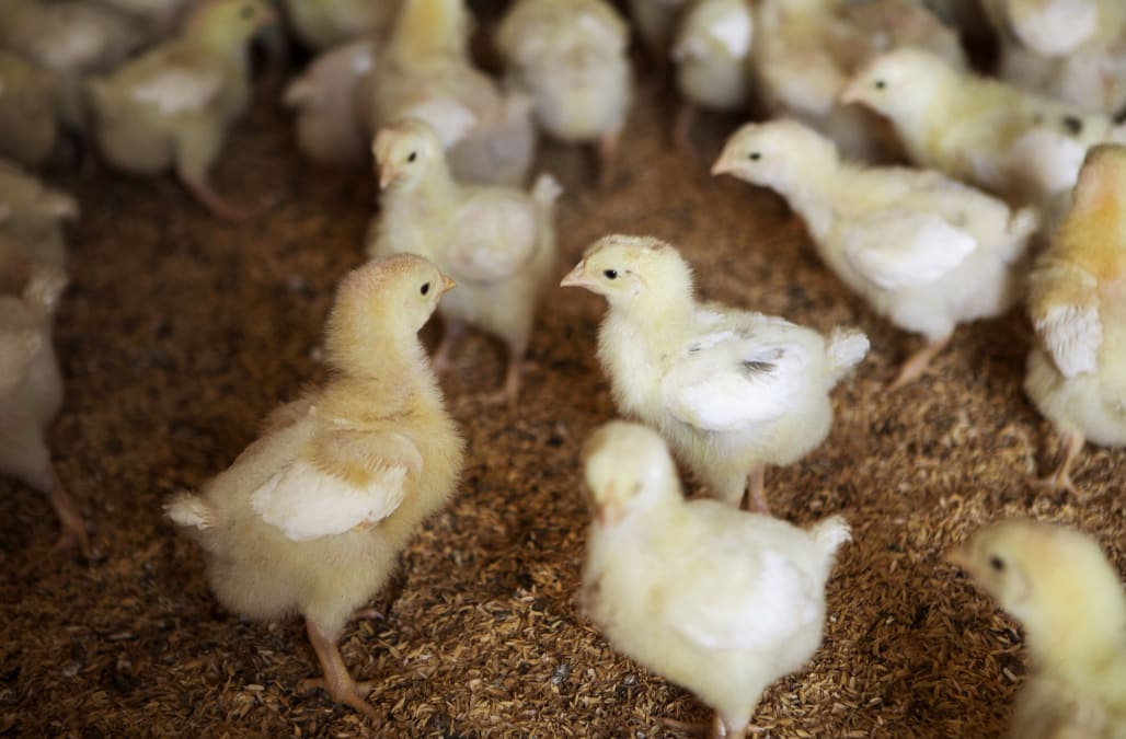 Egg Producers Pledge To Stop Grinding Up Male Chicks After Hatching 
