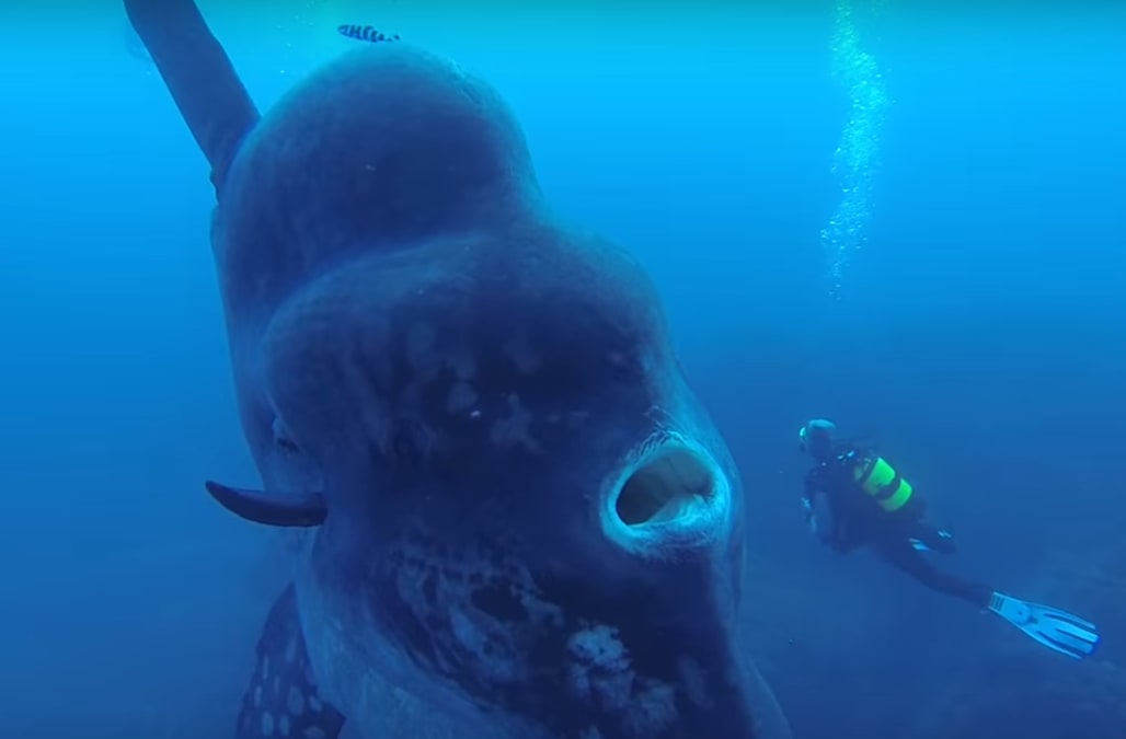Divers bump into a creature so big it could inhale a human being