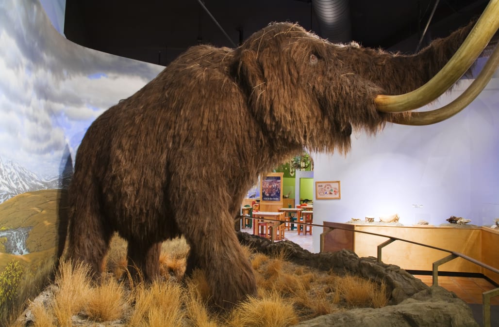 Scientists say woolly mammoth will return