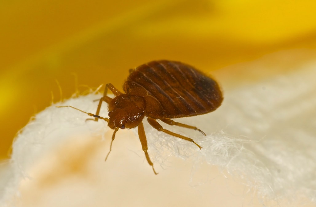 Why Bedbugs Love Dirty Laundry