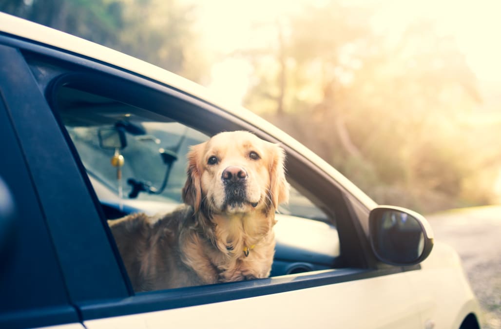 Why You Should Never Allow Your Dog To Ride In The Front Seat