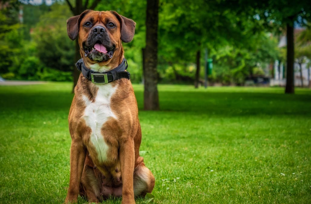 The best guard dog breeds for protection