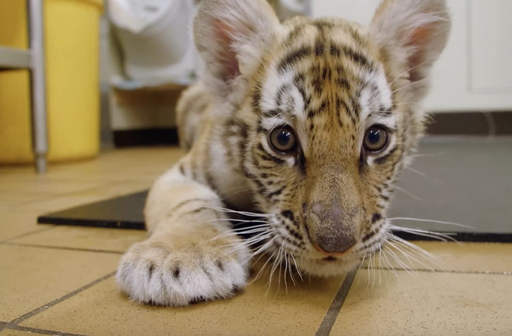 Zoo Babies Siberian Tiger Cub Is The Most Adorable Addition To