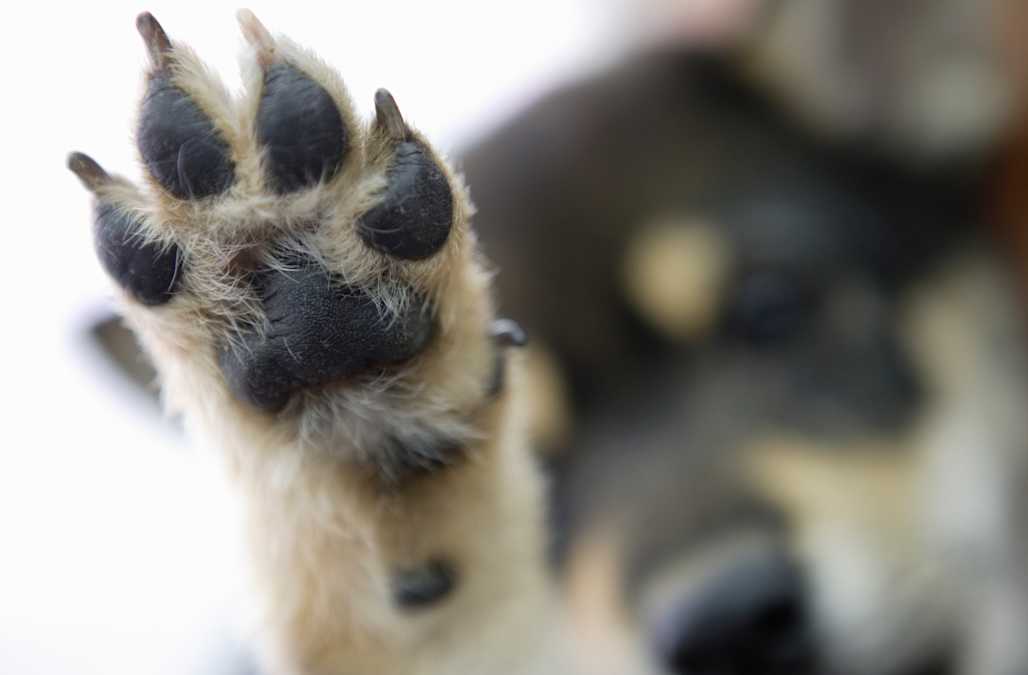 Puppy who had broken paw amputated gets new prosthetic foot and a ...