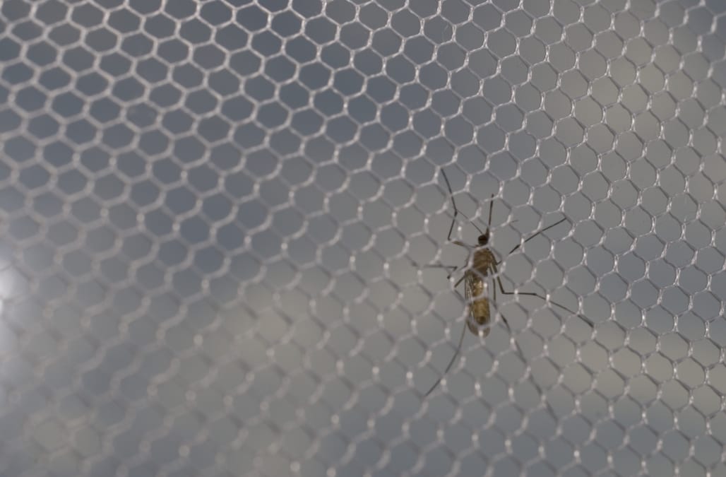 Mosquito nets are being used for something other than Malaria prevention,  and the results are costly