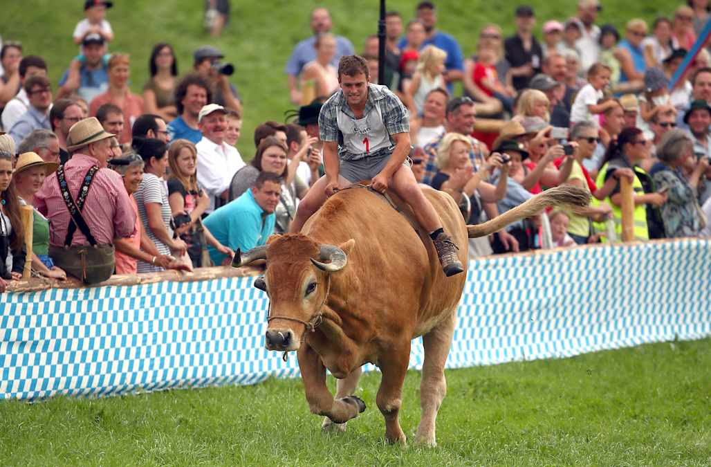 Thousands gather for traditional ox racing in Bavaria