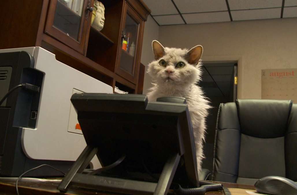 Grumpy Cat Office