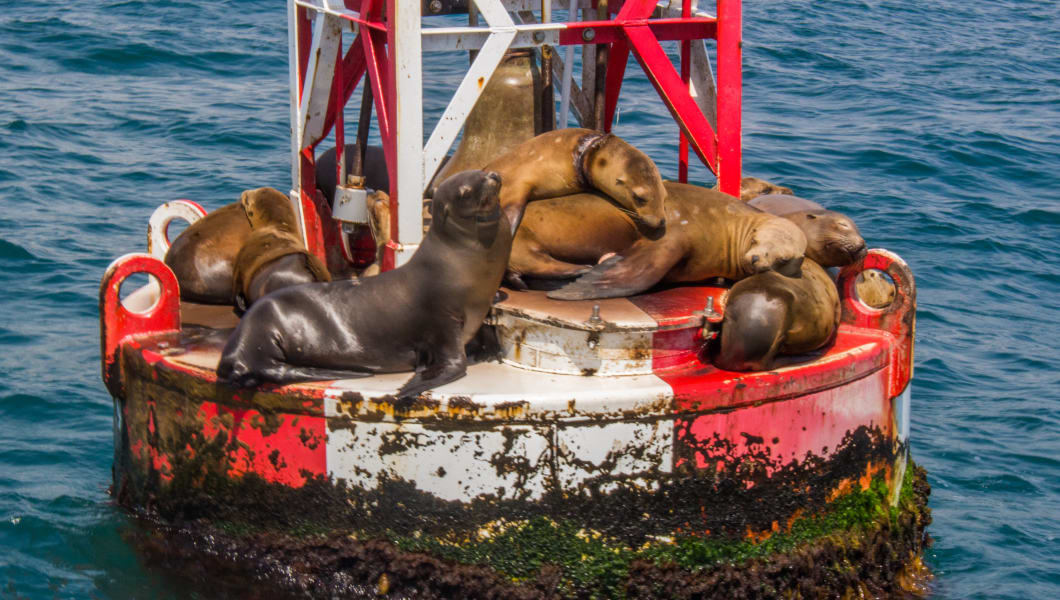 The Three Best Places to Spot Sea Lions in San Diego