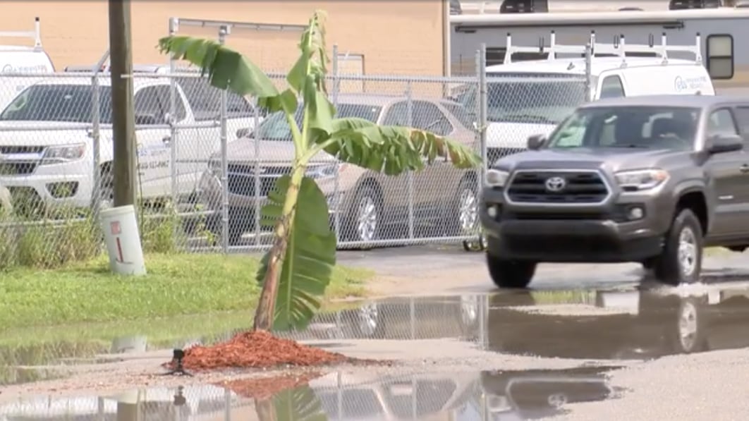 Mann aus Florida hat genug von Schlaglöchern und pflanzt Bananenstaude in die Straße