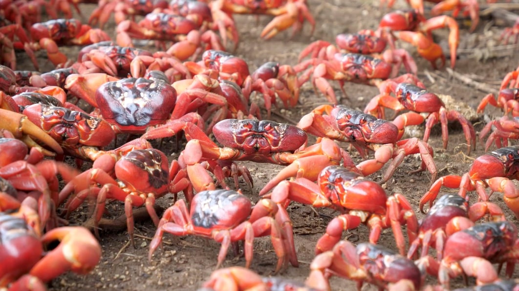 Rote Krabben halten den Autoverkehr auf den Straßen der Weihnachtsinsel auf€