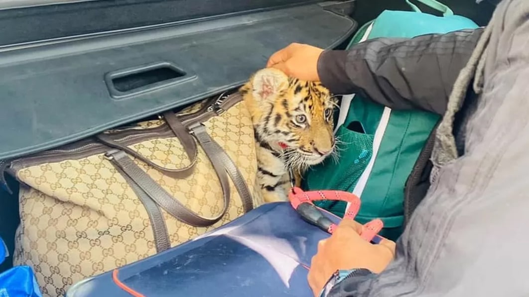 Policía mexicana encuentra un cachorro de tigre escondido en la cajuela de un auto