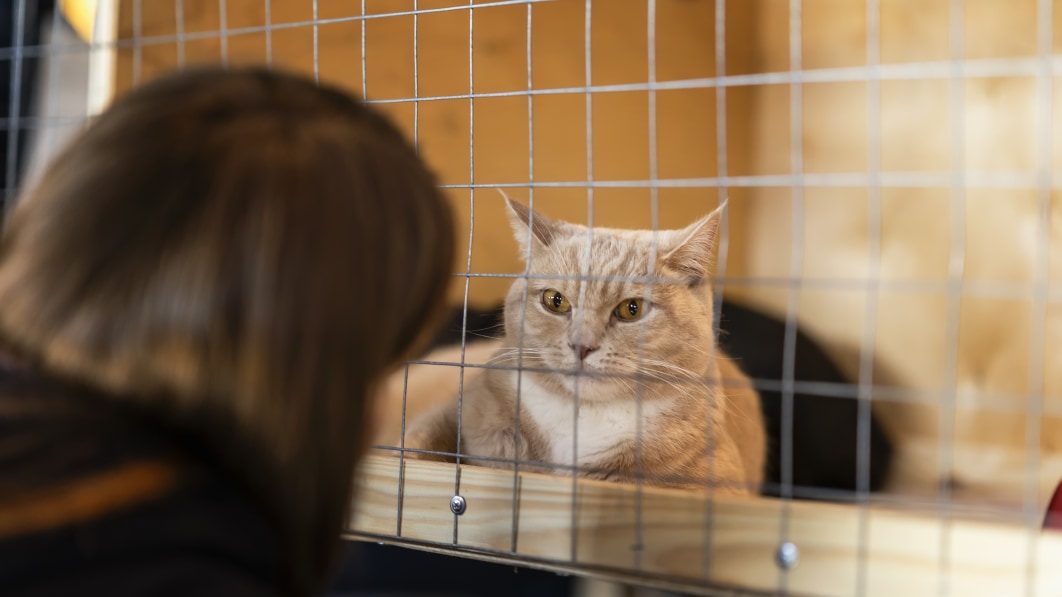 47 cats living in hot car are rescued from Minnesota rest stop
