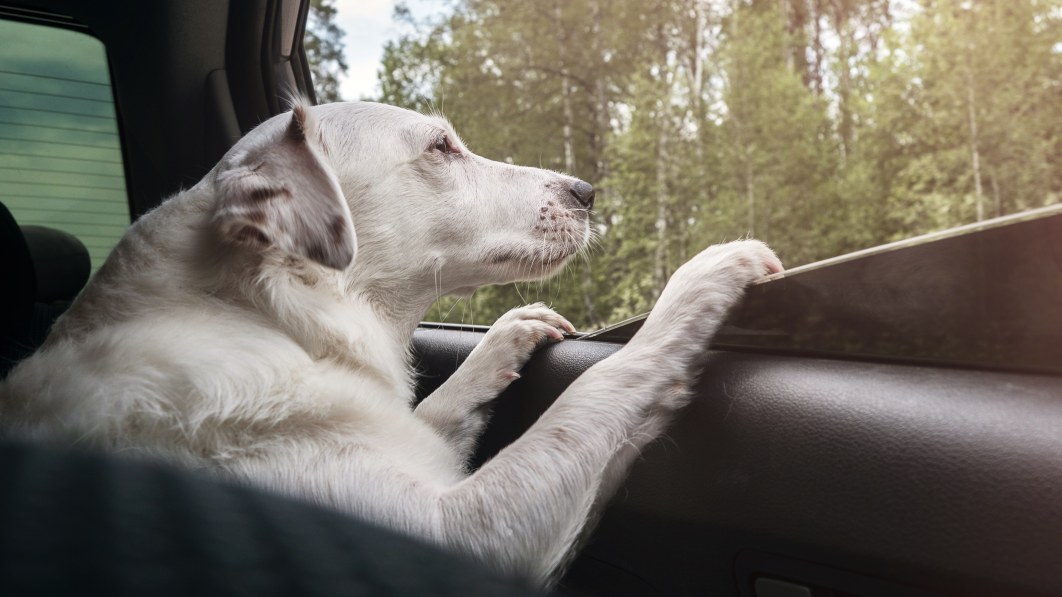 Las mejores fundas para asientos de coche para perros en 2024