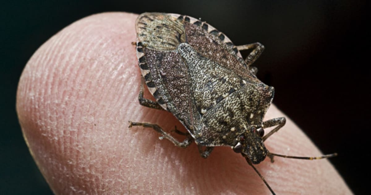 Invasive Stink Bugs Spreading Across Ontario