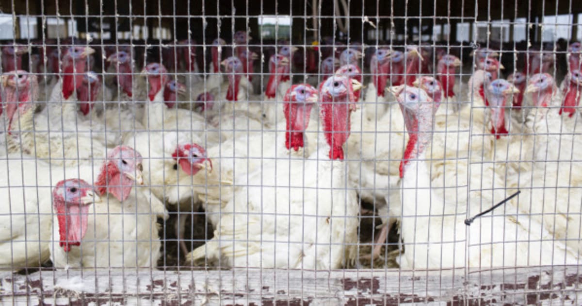 Hybrid Turkeys Faces 11 Animal Cruelty Charges