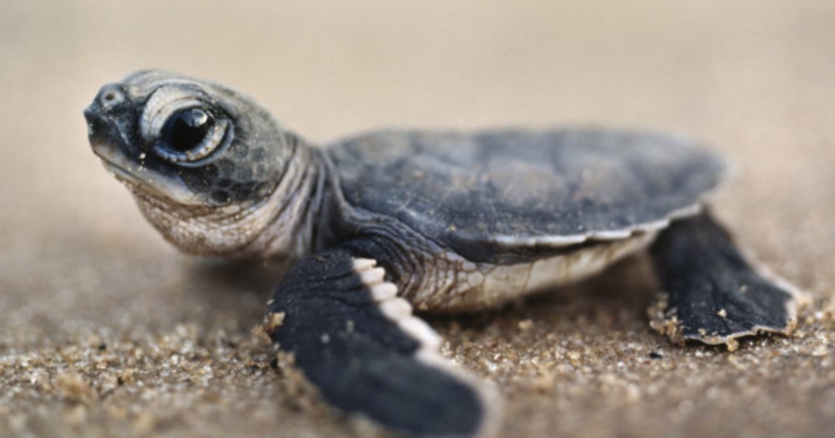 Accused Canadian Smuggler Caught With 51 Turtles In Pants