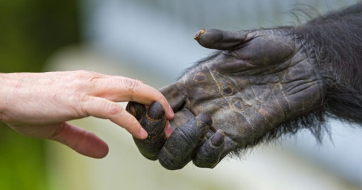 how-similar-are-humans-to-chimpanzees-and-orangutans-huffpost-canada