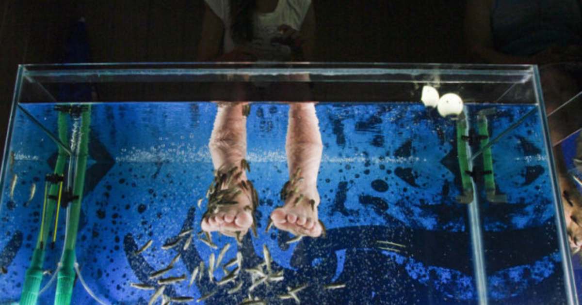 Fish Pedicures Banned By Vancouver Island Authorities