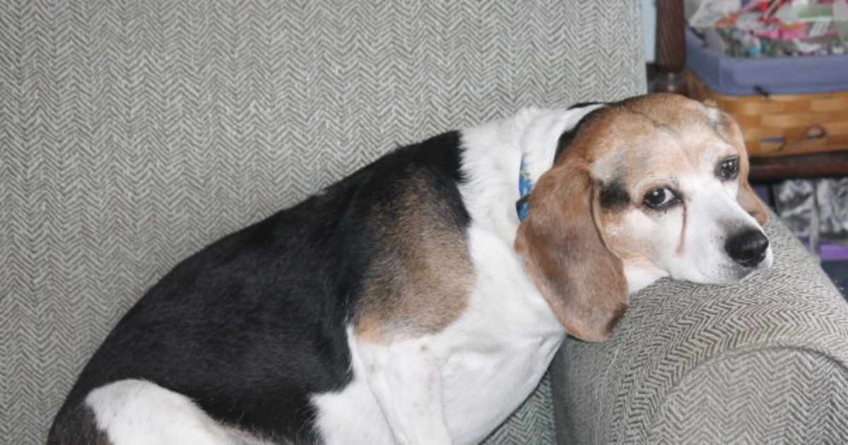 Conheça as doenças mais comuns de cada raça de cachorro