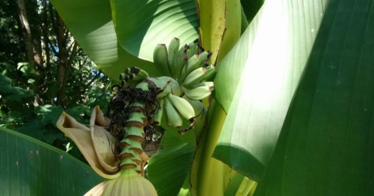 Bananas Grow On Abbotsford, B.C. Plant After 10 Fruitless Years ...