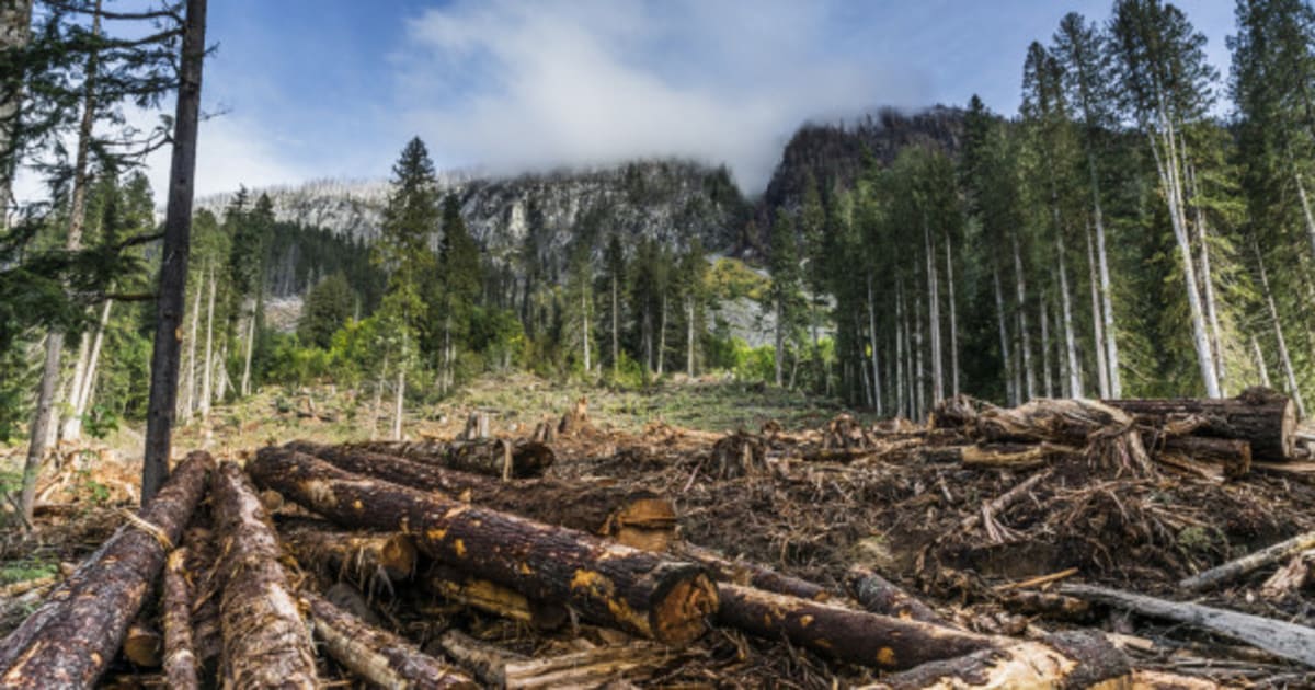 Canadian Natural Resources Share Price