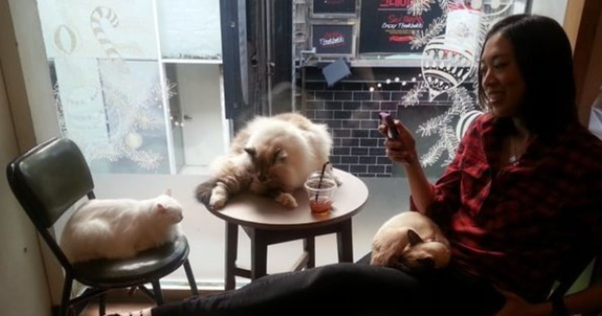 Vancouver Cat  Caf  Opens For Business HuffPost Canada