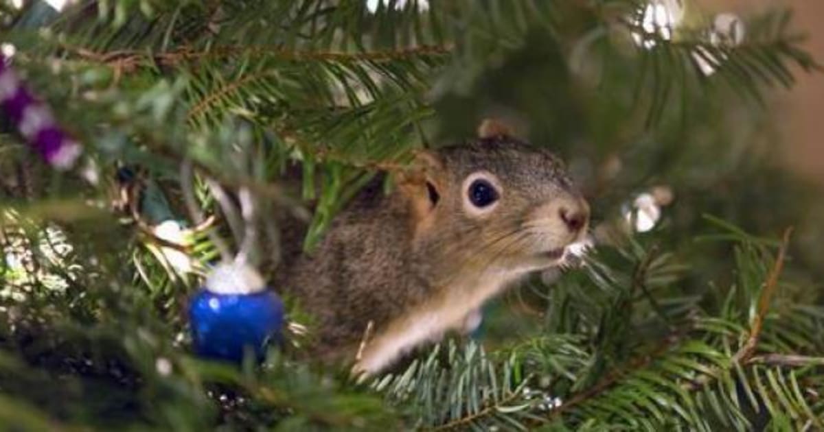 Squirrel In Christmas Vacation 