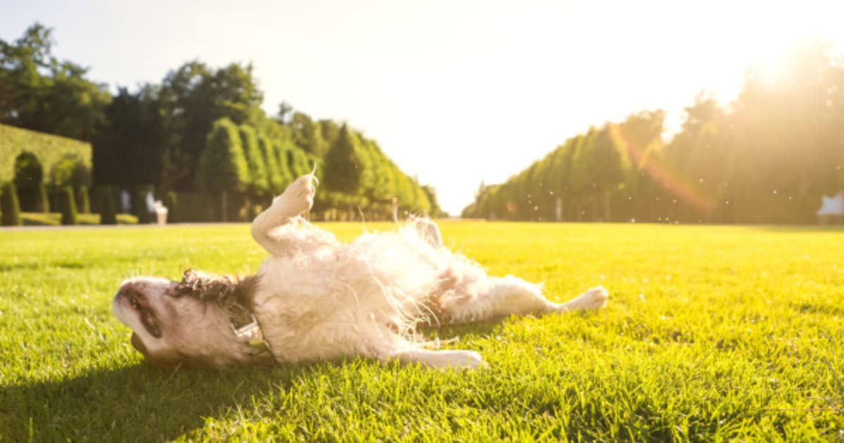 24 Animals Enjoying Spring Weather.. Just Like Us