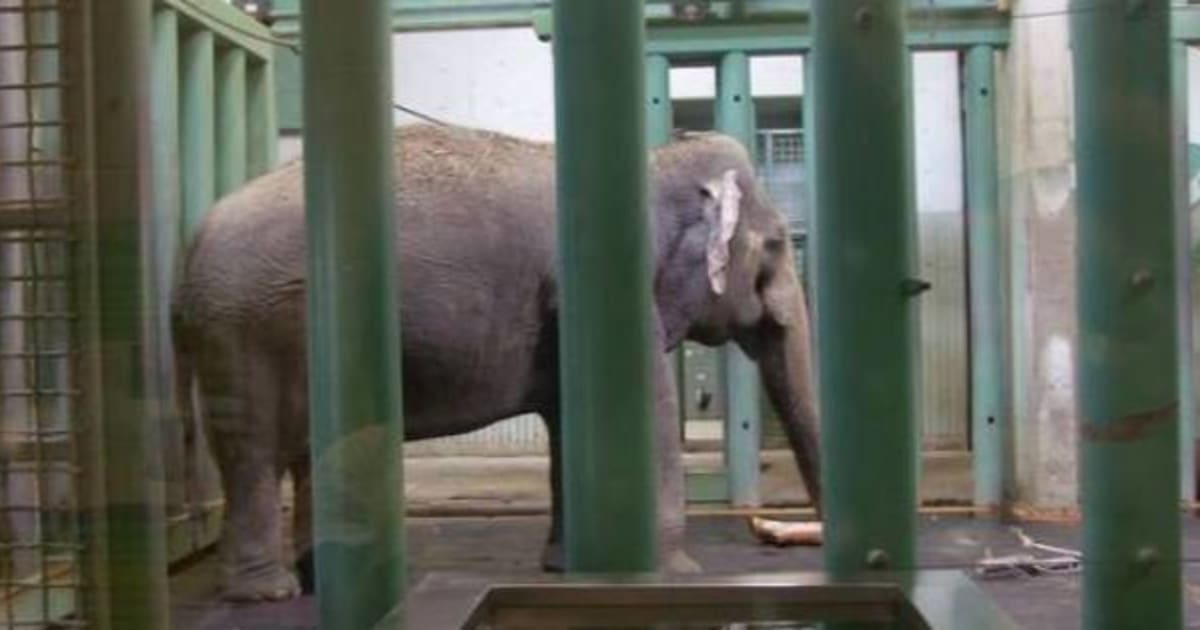 Renewed Calls For Independent Health Assessment For Ailing Elephant Lucy