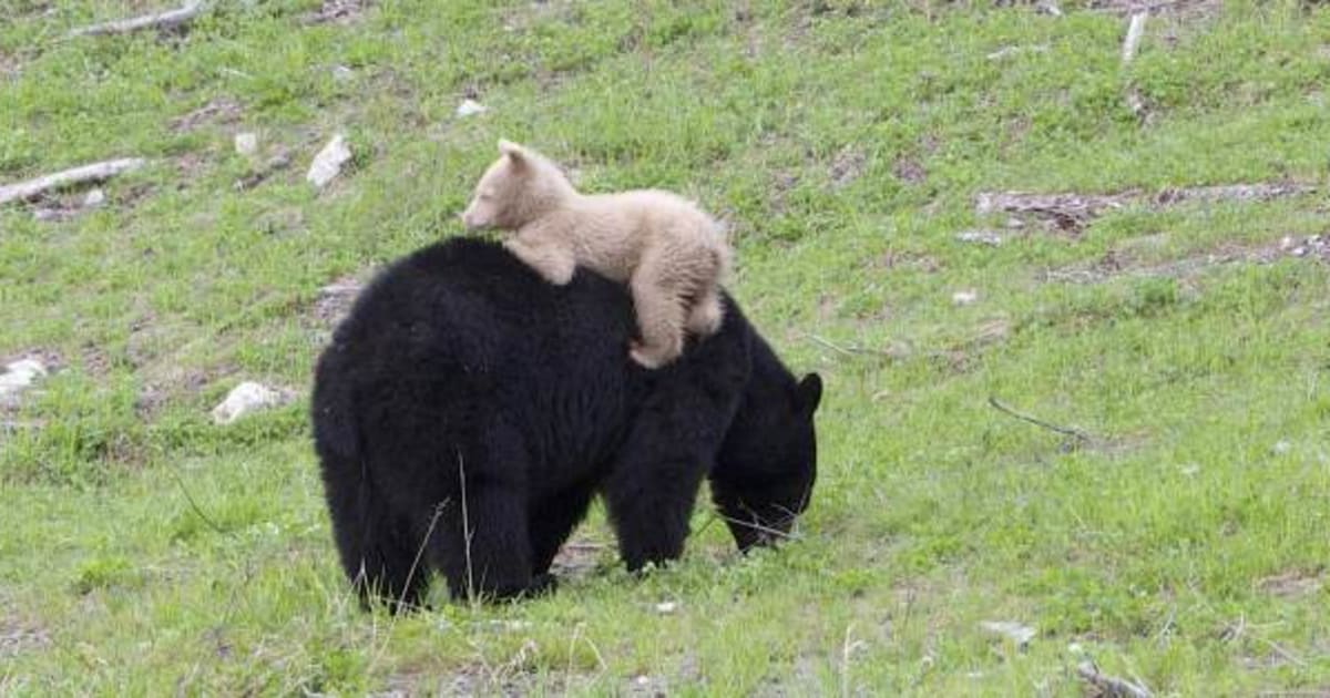 Image result for black bear and cub on golf course