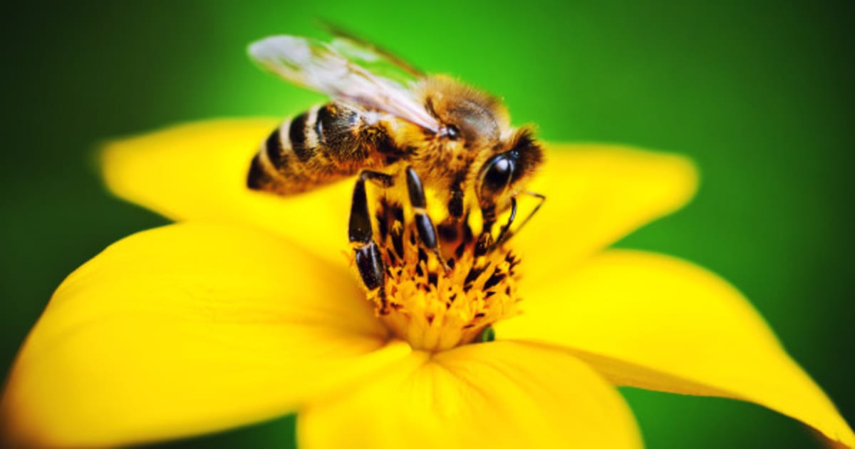 What Would Happen If Bees Went Extinct? - scienceabc.com